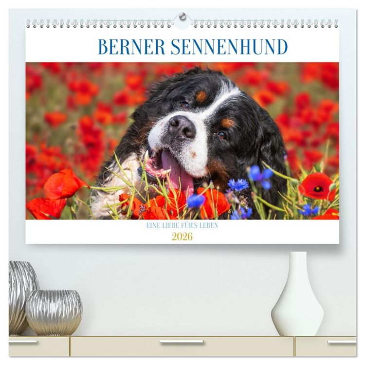 Produktbild: Berner Sennenhund - Eine Liebe f&uuml;r&acute;s Leben (hochwertiger Premium Wandkalender 2026 DIN A2 quer), Kunstdruck in Hochglanz