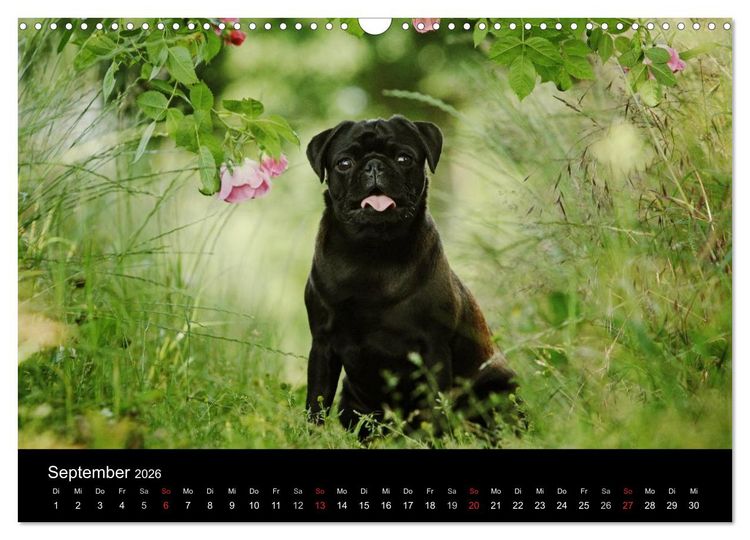 Produktbild: Der MOPS-Kalender (Wandkalender 2026 DIN A3 quer), CALVENDO Monatskalender