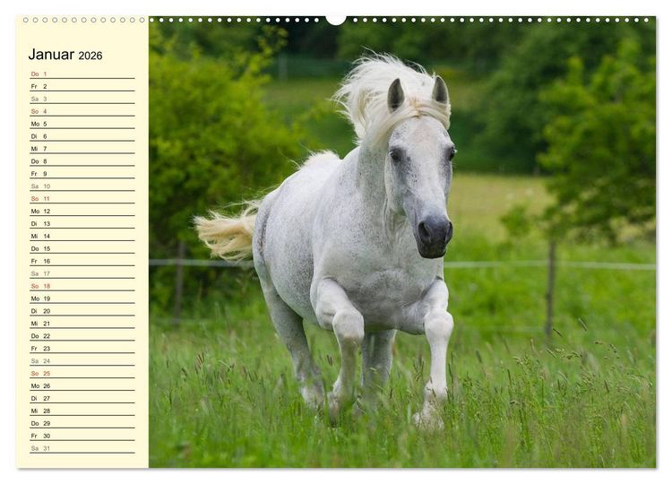 Produktbild: Traumpferd Lipizzaner (Wandkalender 2026 DIN A2 quer), CALVENDO Monatskalender