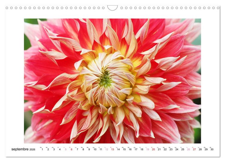 Produktbild: Mes dahlias ador&eacute;s (Calendrier mural 2026 DIN A3 vertical), CALVENDO calendrier mensuel