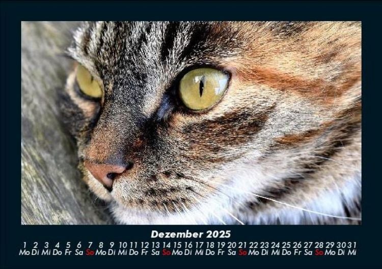 Produktbild: F&uuml;r Katzenfreunde 2025 Fotokalender DIN A5