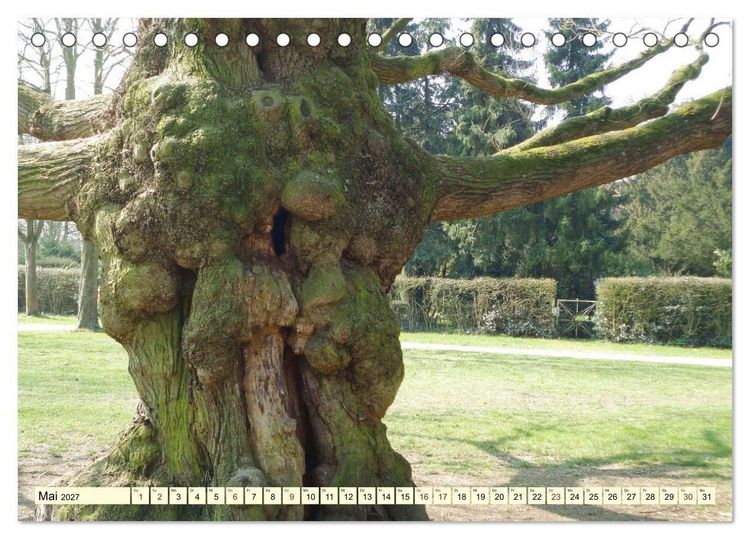 Produktbild: Zauberhaftes, die Natur als K&uuml;nstler (Tischkalender 2027 DIN A5 quer), CALVENDO Monatskalender