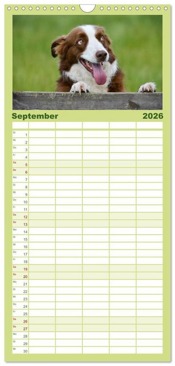 Produktbild: Familienplaner 2026 - Border Collies mit 5 Spalten (Wandkalender, 21 x 45 cm) CALVENDO