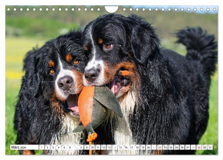Produktbild: Ein Herz auf 4 Pfoten - Berner Sennenhund (Wandkalender 2026 DIN A4 quer), CALVENDO Monatskalender