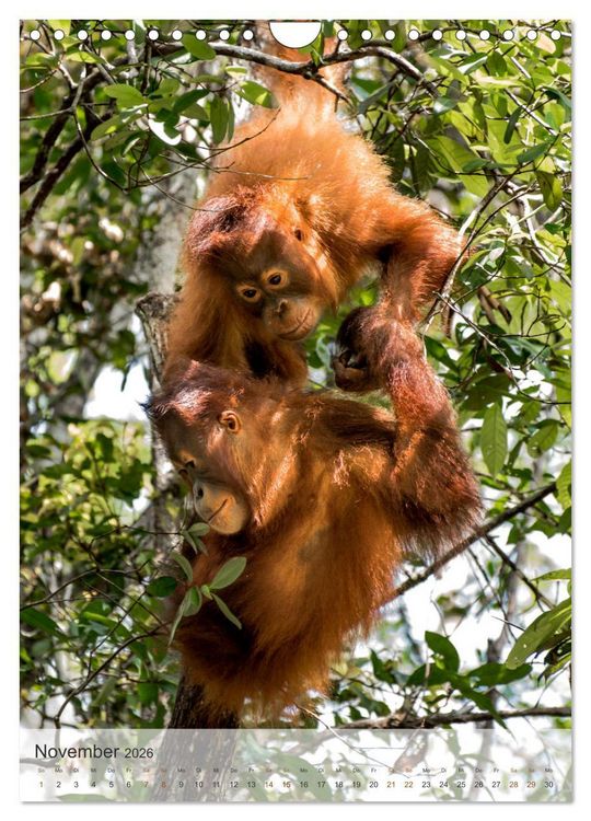 Produktbild: BORNEO Bedrohtes Paradies (Wandkalender 2026 DIN A4 hoch), CALVENDO Monatskalender