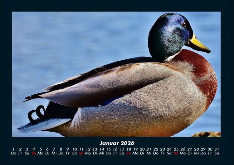 Produktbild: Enten 2026 Fotokalender DIN A4