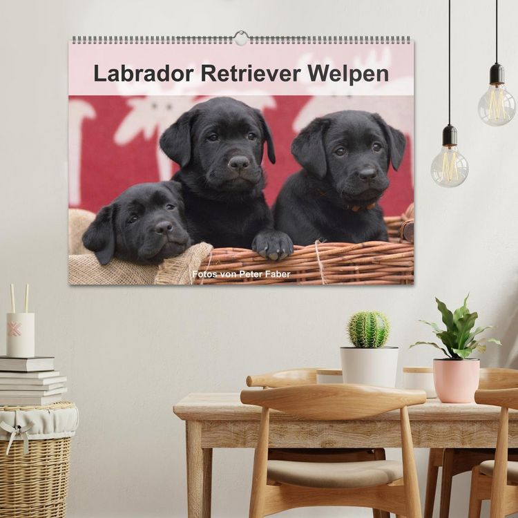 Produktbild: Labrador Retriever Welpen (Wandkalender 2026 DIN A2 quer), CALVENDO Monatskalender
