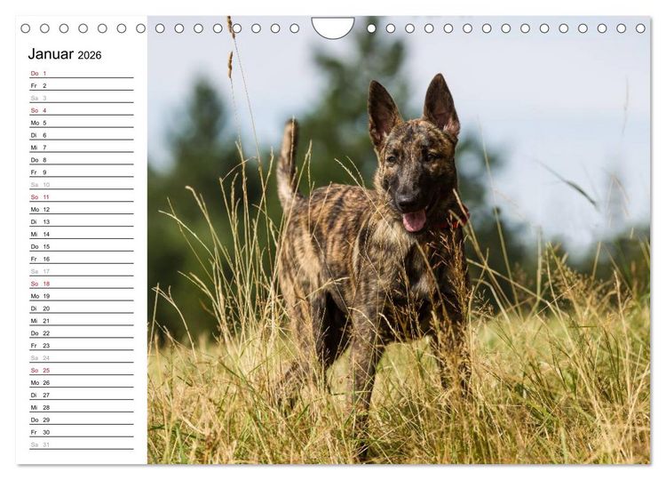Produktbild: ausdrucksvolle Holl&auml;ndische Sch&auml;ferhunde (Wandkalender 2026 DIN A4 quer), CALVENDO Monatskalender