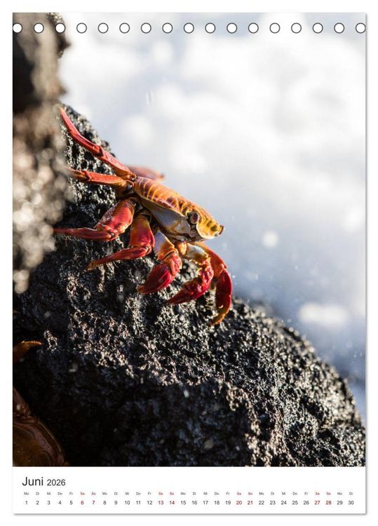 Produktbild: Galapagos - Atemberaubende Tierwelt (Tischkalender 2026 DIN A5 hoch), CALVENDO Monatskalender