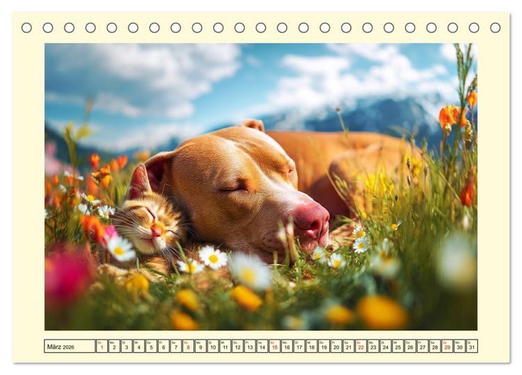 Produktbild: Pit Bull Terrier. Zwischen Wildblumen und Gro&szlig;stadtglanz (Tischkalender 2026 DIN A5 quer), CALVENDO Monatskalender