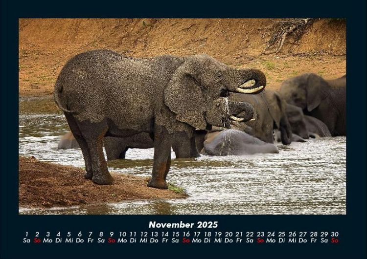 Produktbild: Der Elefantenkalender 2025 Fotokalender DIN A4