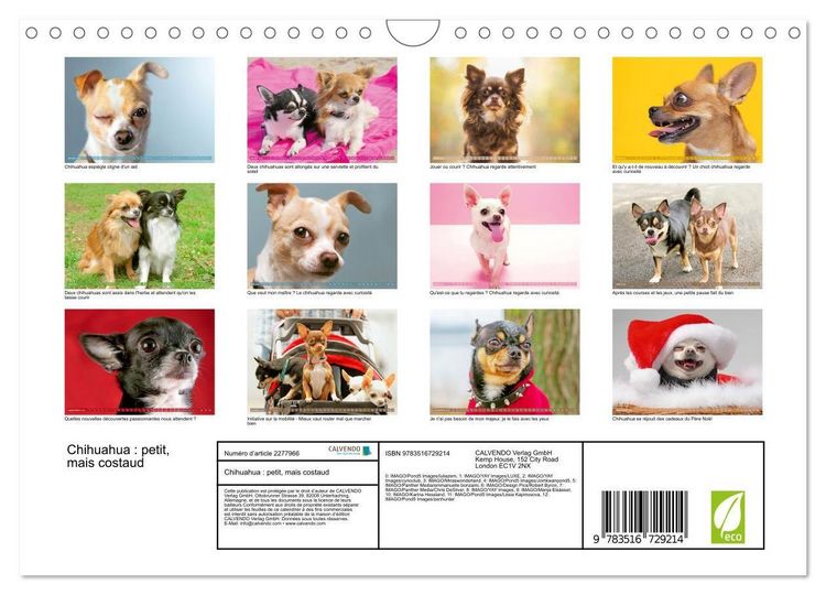 Produktbild: Chihuahua : petit, mais costaud (Calendrier mural 2026 DIN A4 vertical), CALVENDO calendrier mensuel