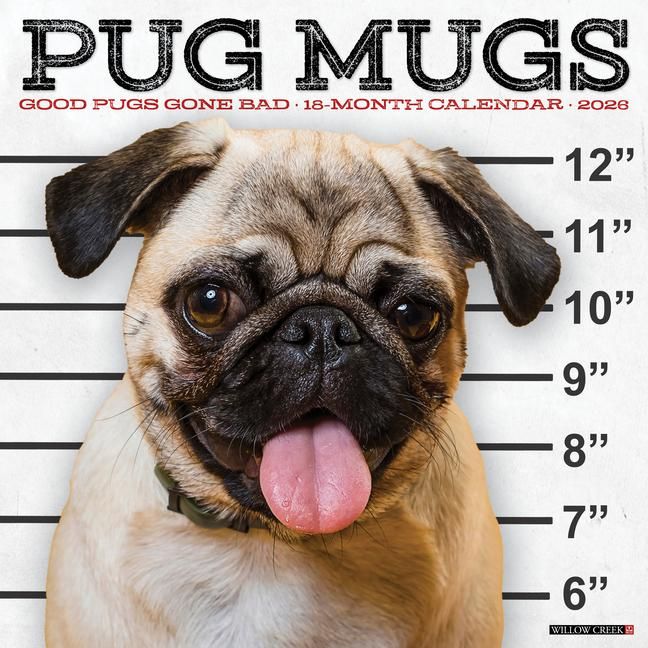Produktbild: Pug Mugs 2026 12 X 12 Wall Calendar