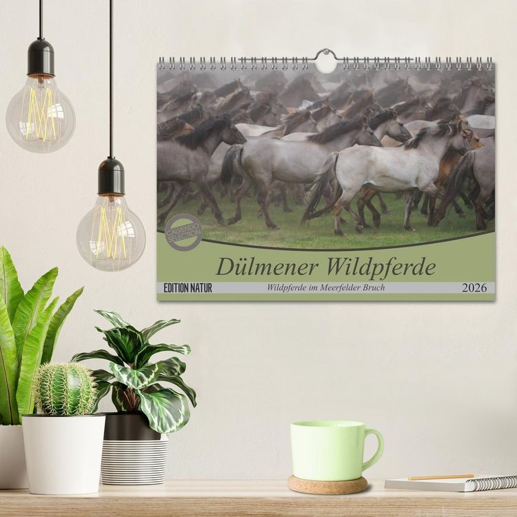Produktbild: D&uuml;lmener Wildpferde - Wildpferde im Meerfelder Bruch (Wandkalender 2026 DIN A4 quer), CALVENDO Monatskalender