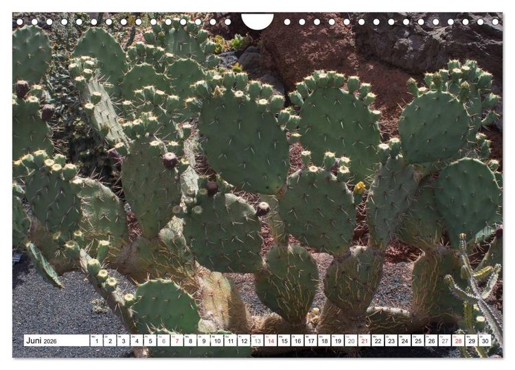 Produktbild: Faszination Kakteen (Wandkalender 2026 DIN A4 quer), CALVENDO Monatskalender