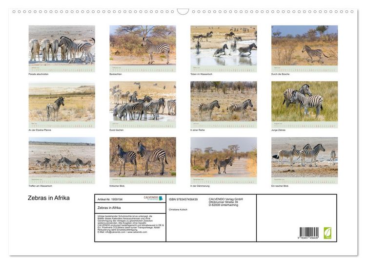 Produktbild: Zebras in Afrika (Wandkalender 2026 DIN A2 quer), CALVENDO Monatskalender