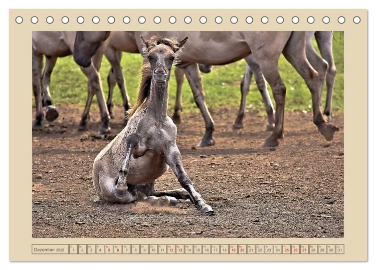 Produktbild: D&uuml;lmener Wildpferde im M&uuml;nsterland (Tischkalender 2026 DIN A5 quer), CALVENDO Monatskalender