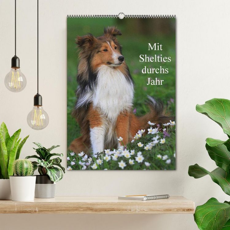 Produktbild: Mit Shelties durchs Jahr (Wandkalender 2026 DIN A2 hoch), CALVENDO Monatskalender