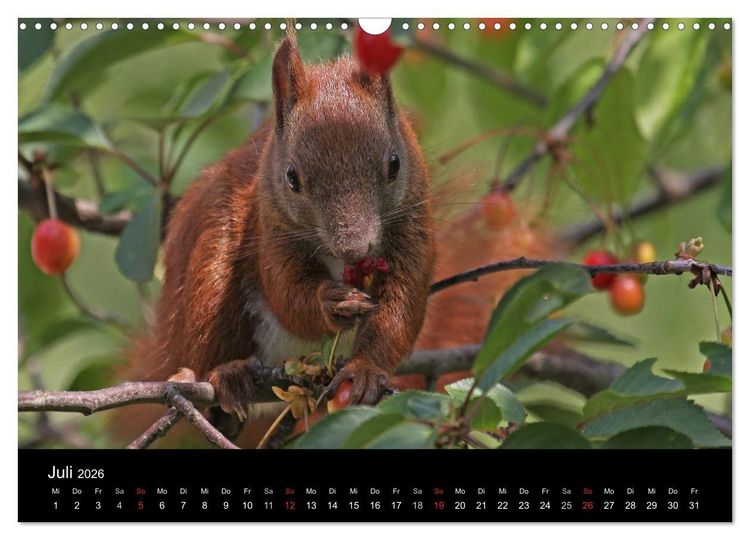 Produktbild: Artist im Garten. Das Eichh&ouml;rnchen (Wandkalender 2026 DIN A3 quer), CALVENDO Monatskalender