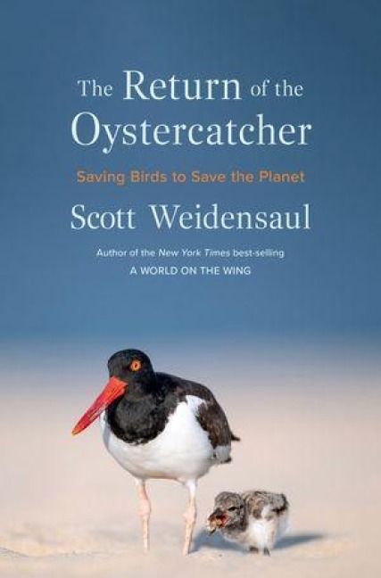 Produktbild: The Return of the Oystercatcher