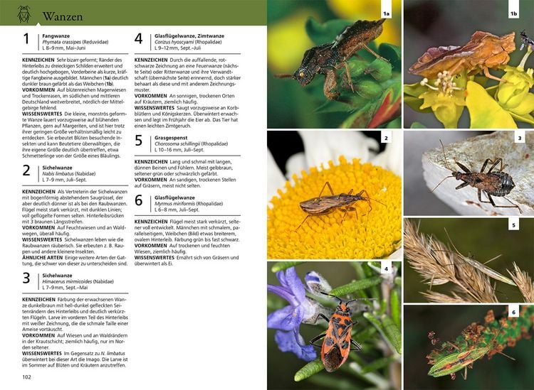 Produktbild: Der KOSMOS Insektenf&uuml;hrer