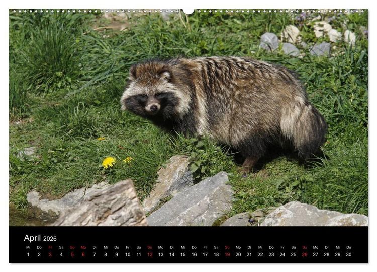 Produktbild: Marderhunde (hochwertiger Premium Wandkalender 2026 DIN A2 quer), Kunstdruck in Hochglanz
