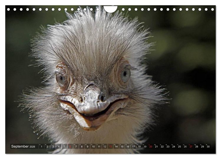 Produktbild: Strau&szlig; & Co. (Wandkalender 2026 DIN A4 quer), CALVENDO Monatskalender