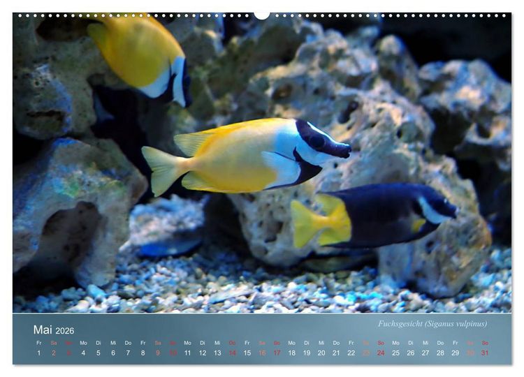 Produktbild: Bunte Riffbewohner - Fische, Anemonen und noch viel mehr (Wandkalender 2026 DIN A2 quer), CALVENDO Monatskalender