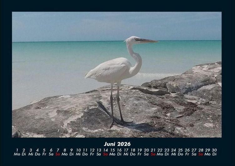 Produktbild: Vogelparadies 2026 Fotokalender DIN A4