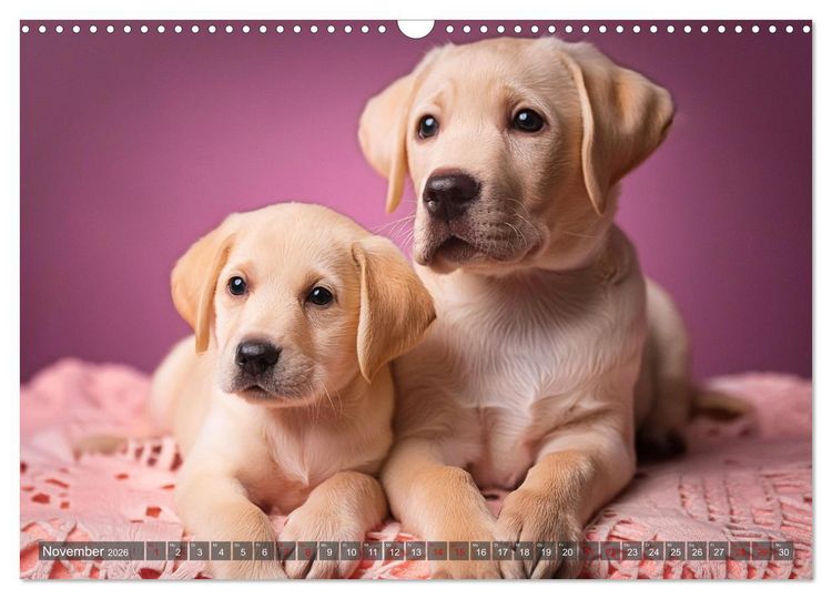 Produktbild: Welpen im Kuschelmodus - Herzerw&auml;rmende kleine Labrador Retriever (Wandkalender 2026 DIN A3 quer), CALVENDO Monatskalender
