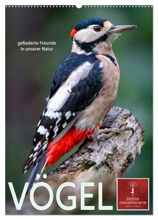 Produktbild: V&ouml;gel - gefiederte Freunde in unserer Natur (Wandkalender 2026 DIN A2 hoch), CALVENDO Monatskalender