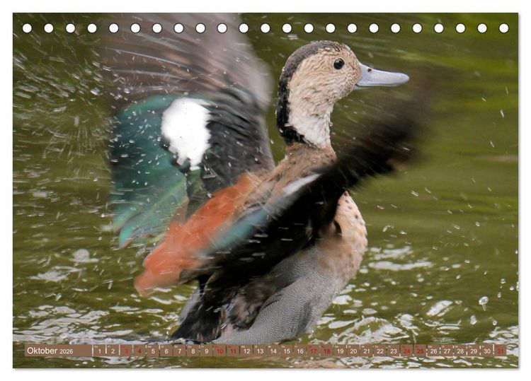 Produktbild: Weltvogelpark Walsrode - Die Vielfalt der Vogelarten (Tischkalender 2026 DIN A5 quer), CALVENDO Monatskalender