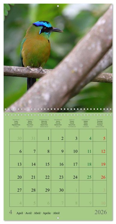 Produktbild: Costa Rican Birds (Wall Calendar 2026 12 &times; 12 Inch) CALVENDO 12 Month Wall Calendar
