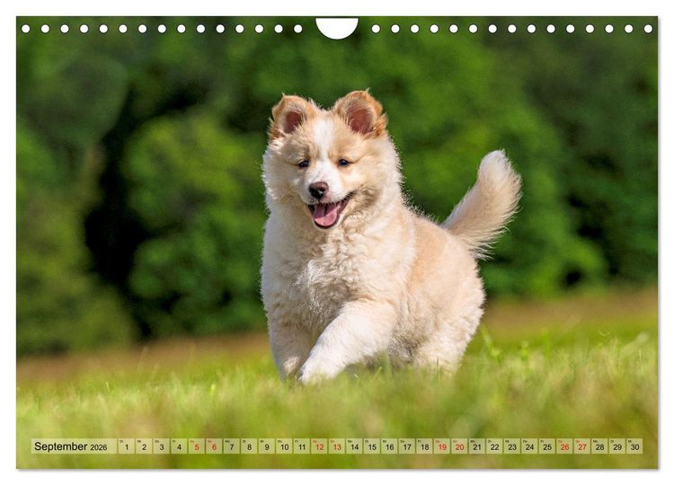 Produktbild: Bezaubernde Islandhundewelpen (Wandkalender 2026 DIN A4 quer), CALVENDO Monatskalender