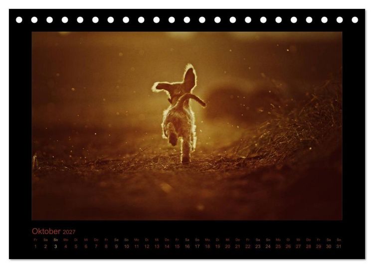 Produktbild: Elli Pirelli... aus dem Leben eines fr&ouml;hlichen Pinscher-Dackel-M&auml;dels (Tischkalender 2027 DIN A5 quer), CALVENDO Monatskalender