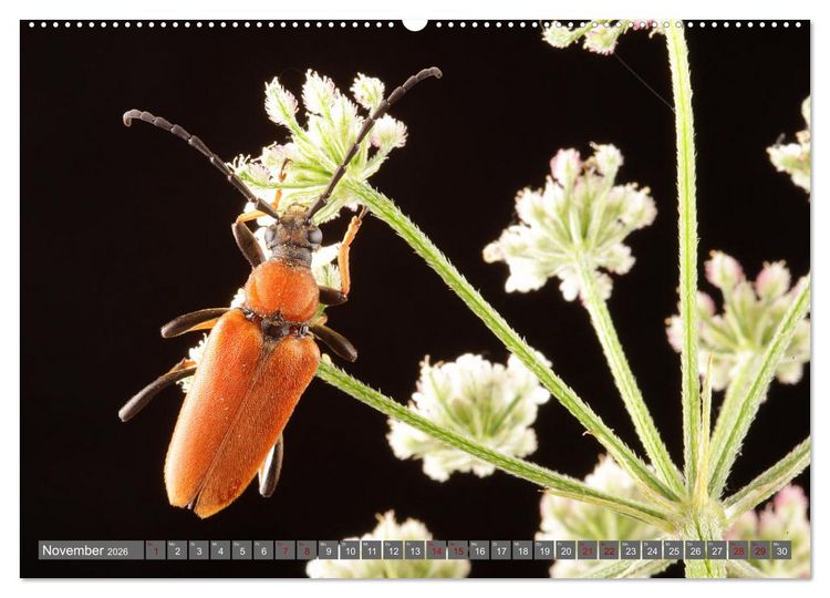 Produktbild: ABENTEUER K&Auml;FER (hochwertiger Premium Wandkalender 2026 DIN A2 quer), Kunstdruck in Hochglanz