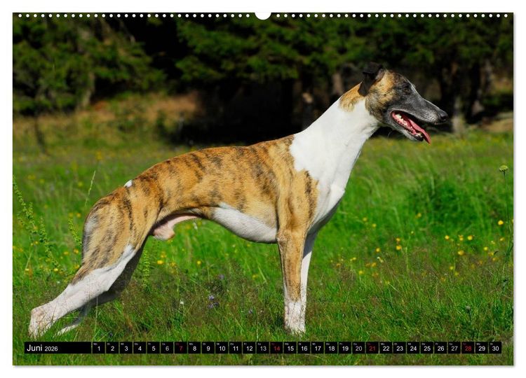 Produktbild: Schnell wie der Wind - Whippet (Wandkalender 2026 DIN A2 quer), CALVENDO Monatskalender