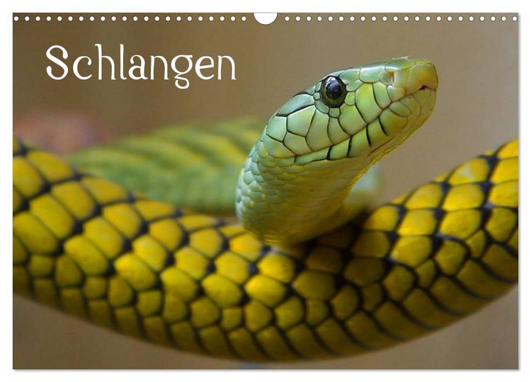 Produktbild: Schlangen (Wandkalender 2026 DIN A3 quer), CALVENDO Monatskalender