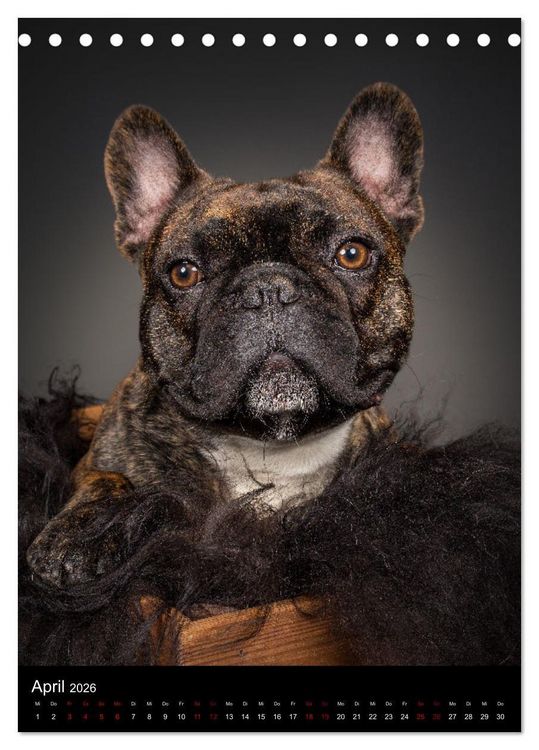 Produktbild: Bullyzauber - Franz&ouml;sische Bulldoggen (Tischkalender 2026 DIN A5 hoch), CALVENDO Monatskalender