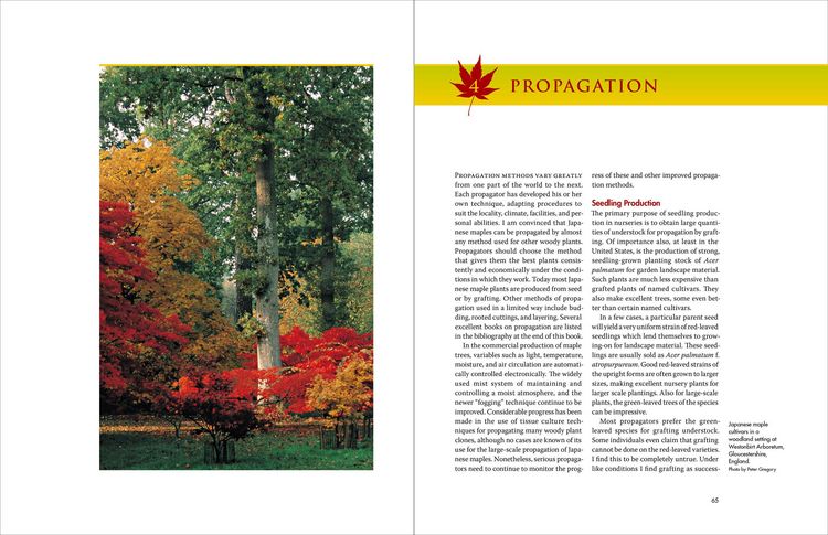 Produktbild: Japanese Maples