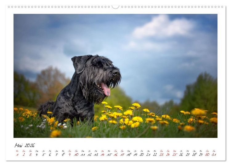 Produktbild: Mit dem Riesenschnauzer durch das Jahr (Wandkalender 2026 DIN A2 quer), CALVENDO Monatskalender