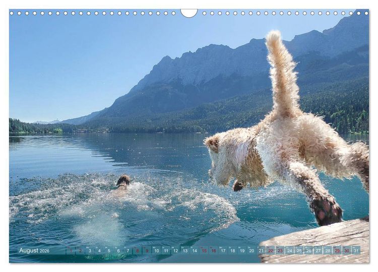 Produktbild: Lagotto Romagnolo - Wasserspiele (Wandkalender 2026 DIN A3 quer), CALVENDO Monatskalender
