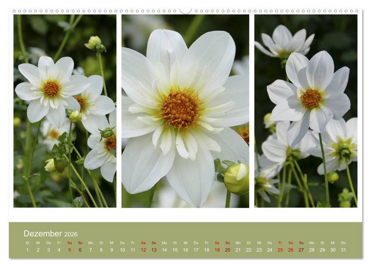 Produktbild: Dahlien-Triplets (hochwertiger Premium Wandkalender 2026 DIN A2 quer), Kunstdruck in Hochglanz