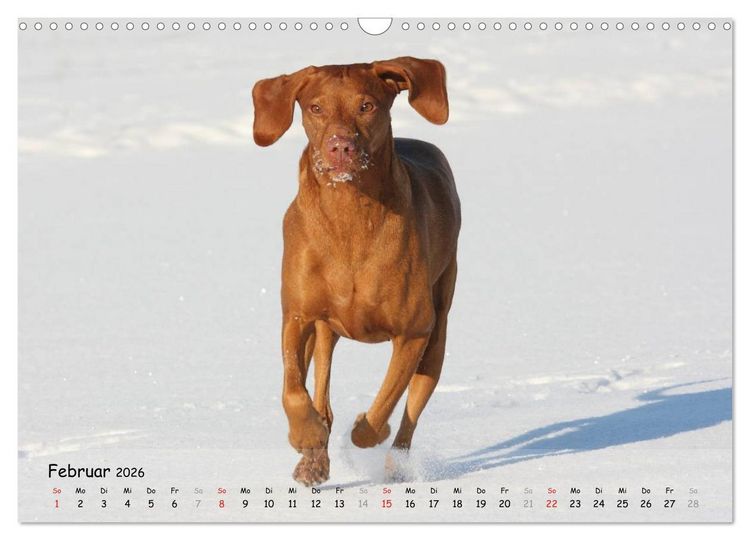 Produktbild: Magyar Vizsla - pure Lebensfreude (Wandkalender 2026 DIN A3 quer), CALVENDO Monatskalender