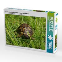 Produktbild: CALVENDO Puzzle Griechisches Landschildkr&ouml;ten Baby auf der Wiese 1000 Teile Lege-Gr&ouml;&szlig;e 64 x 48 cm Foto-Puzzle Bild von kattobello