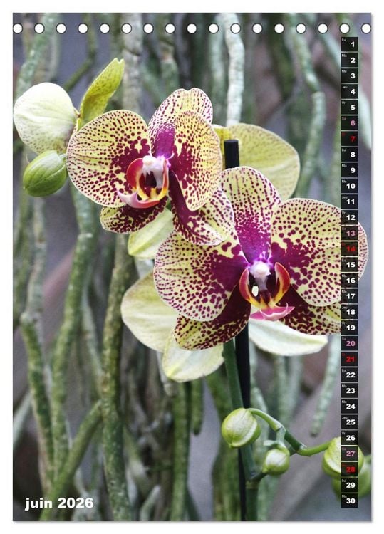 Produktbild: Miracle floral l'orchid&eacute;e (Calendrier de bureau 2026 DIN A5 horizontal), CALVENDO calendrier mensuel