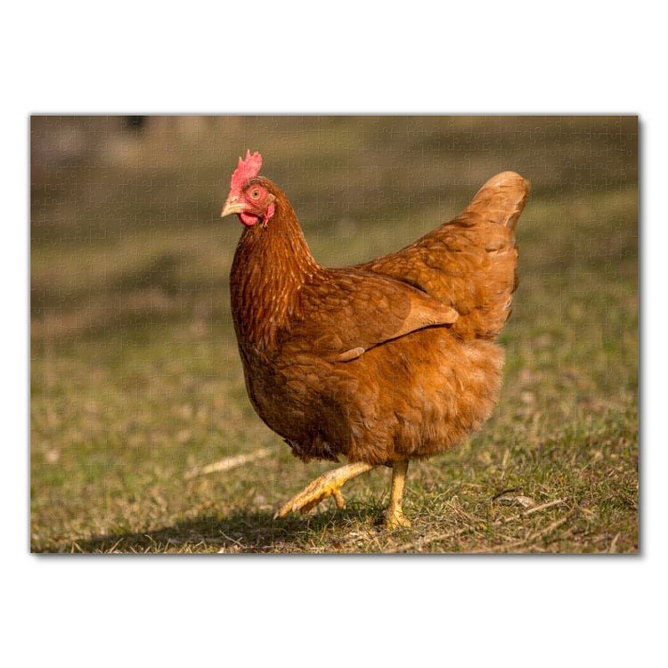 Produktbild: Lais Puzzle Huhn 1000 Teile