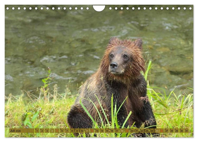 Produktbild: Wildtiere Nordamerikas (Wandkalender 2026 DIN A4 quer), CALVENDO Monatskalender