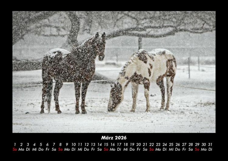 Produktbild: Die Welt der Pferde 2026 Fotokalender DIN A3