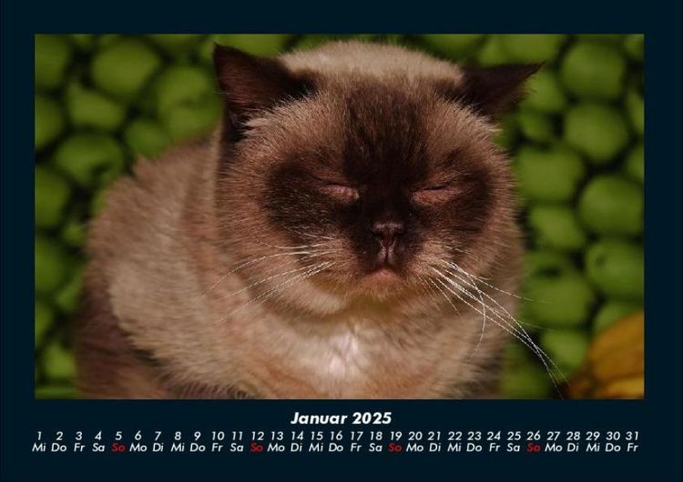 Produktbild: F&uuml;r Katzenfreunde 2025 Fotokalender DIN A4